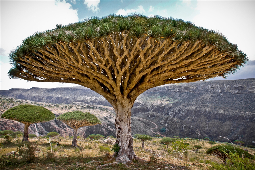 شجرة دم الأخوين في سقطرى هذا ما كتبته أشهر قناة أمريكية عن الجزيرة اليمنية صور